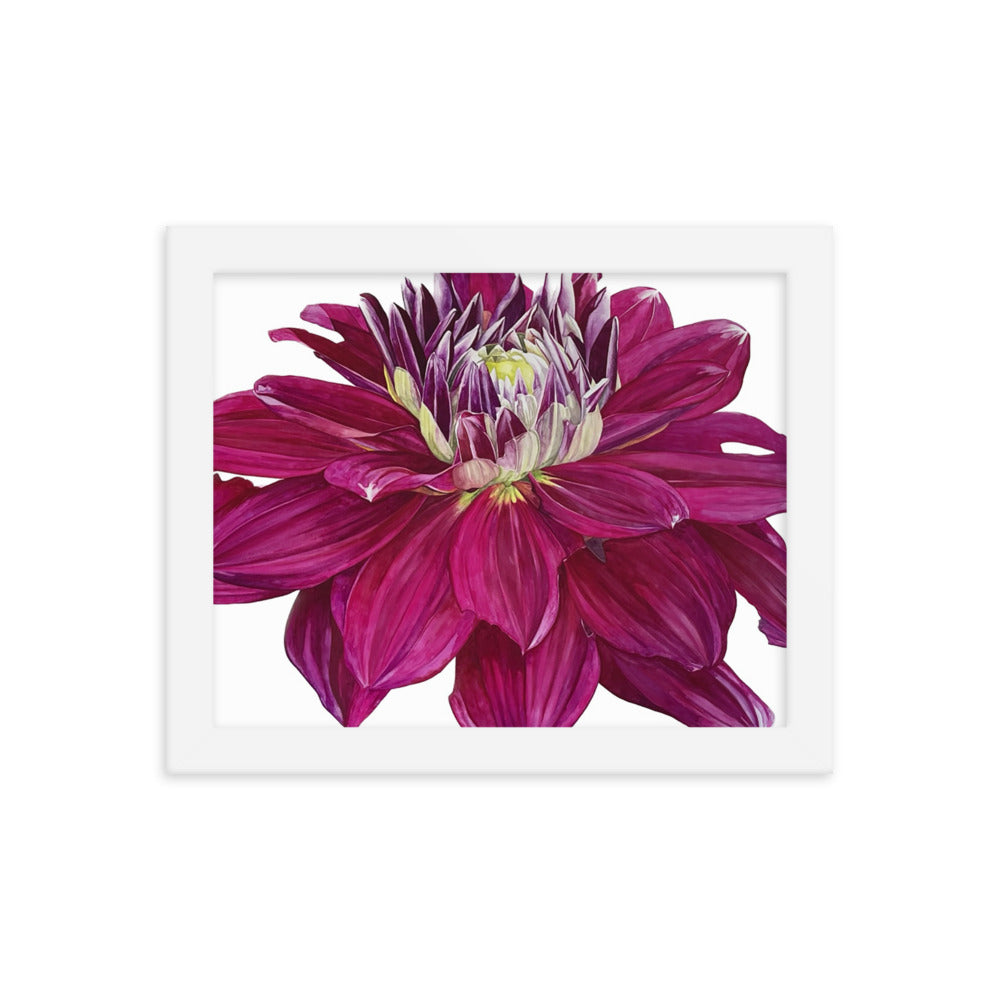 FUSCHIA dahlia Framed poster