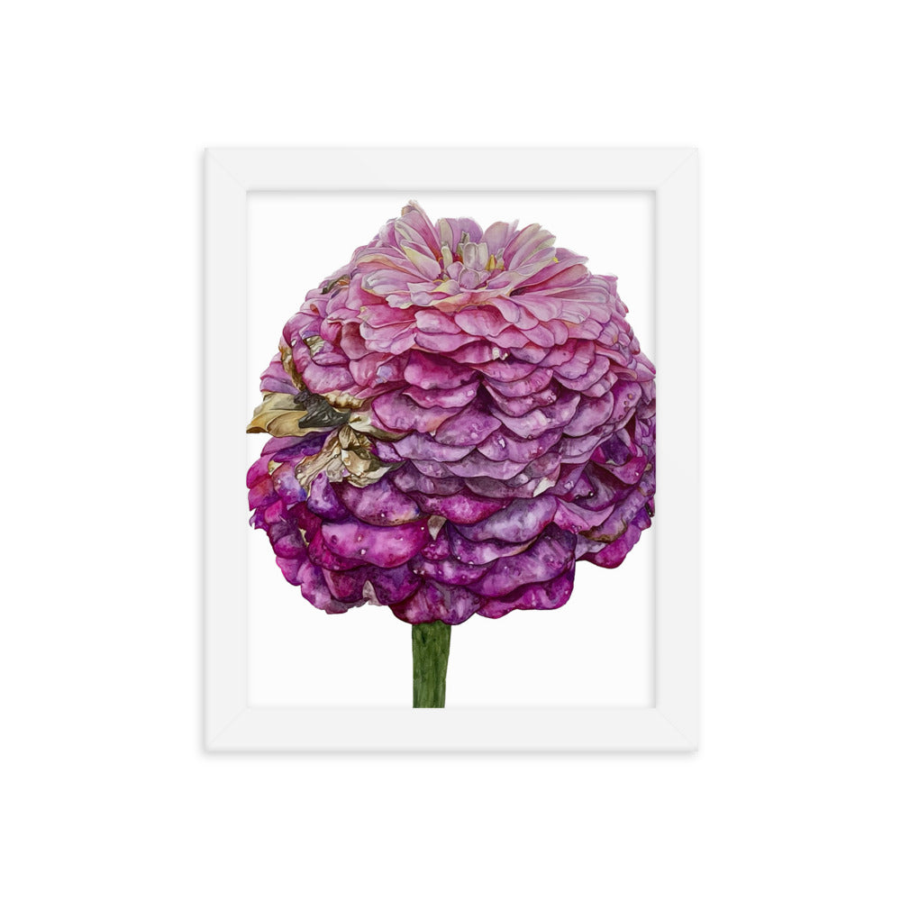FADED PURPLE zinnia Framed poster