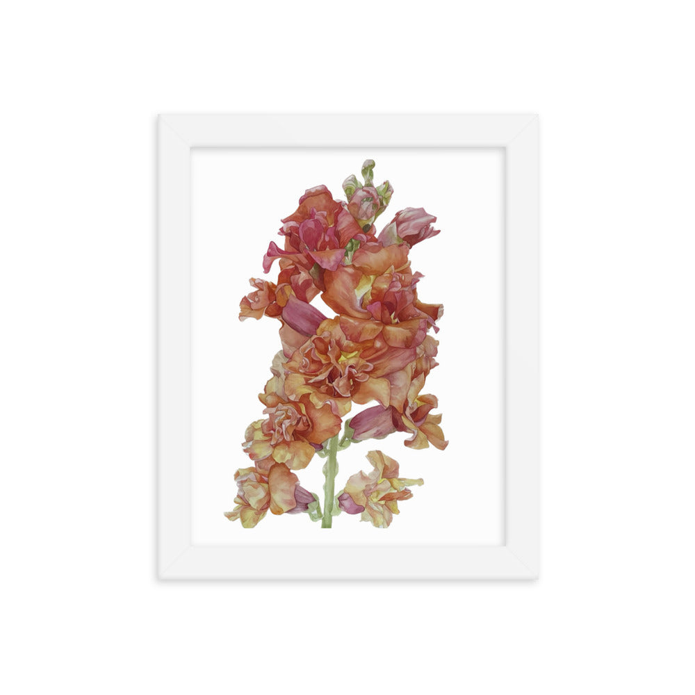 MADAME BUTTERFLY SNAPDRAGON Framed poster