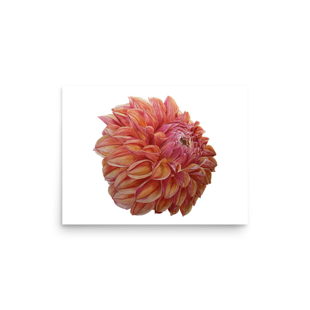 KA'S BLOOD ORANGE dahlia Poster