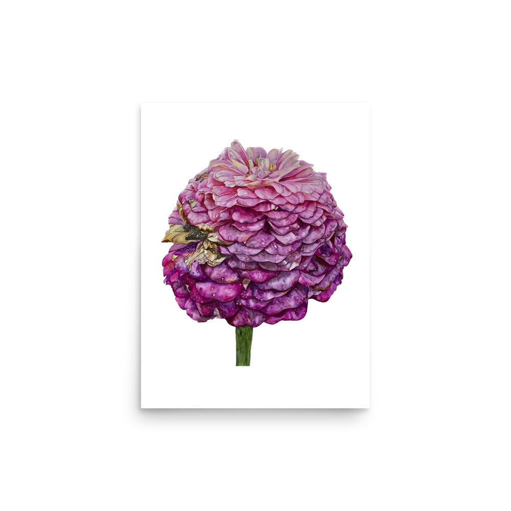 FADED PURPLE zinnia Poster