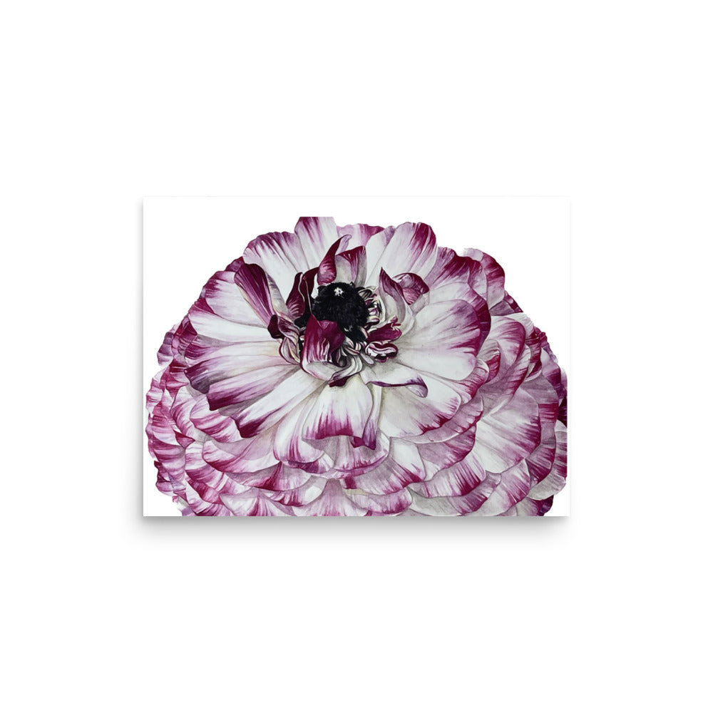 RANUNCULUS Poster
