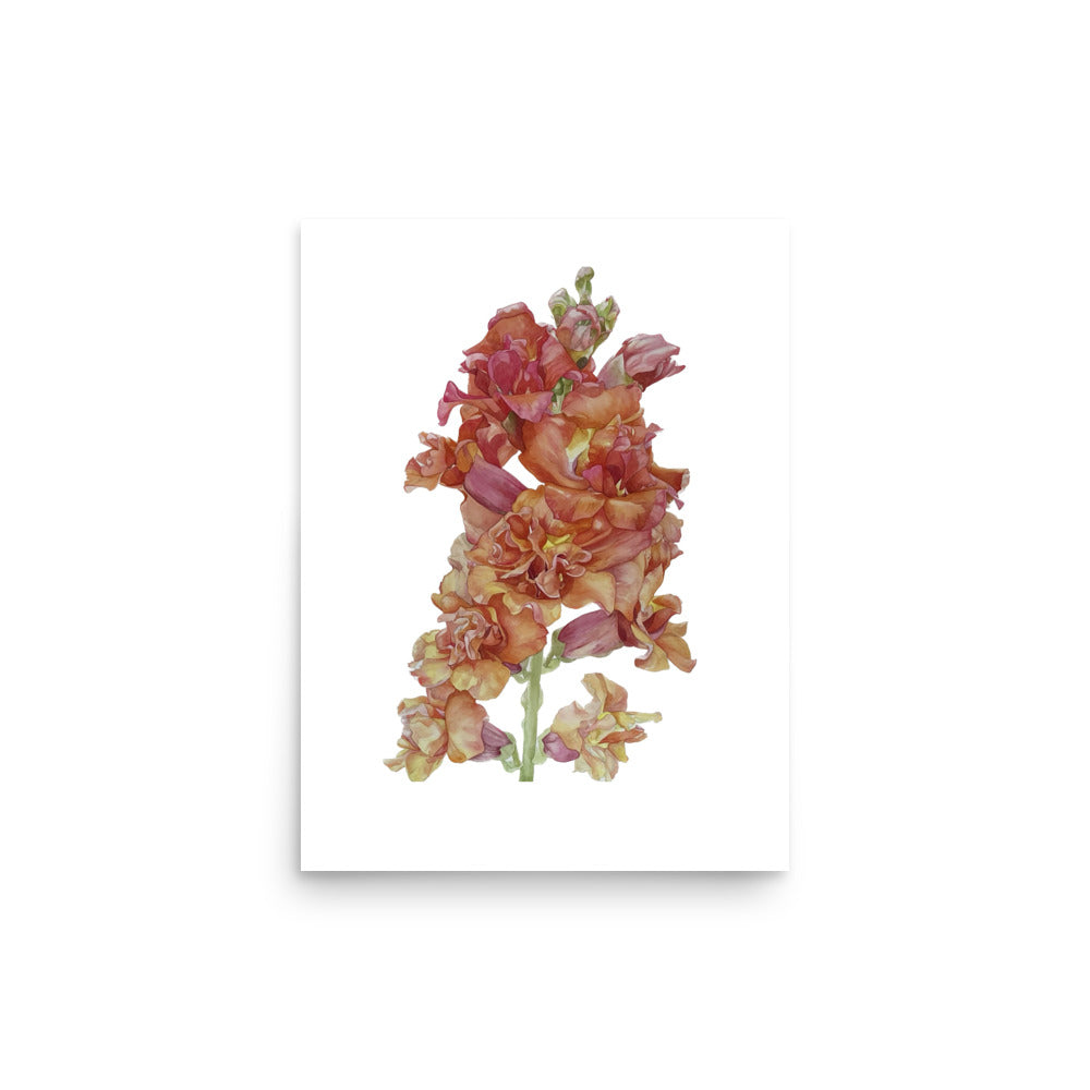MADAME BUTTERFLY SNAPDRAGON Poster