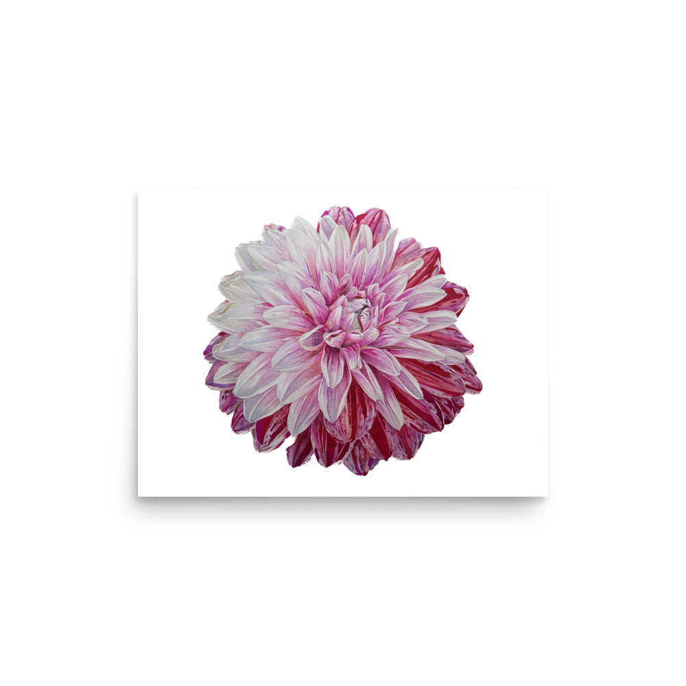 STRAWBERRIES N CREAM dahlia Poster