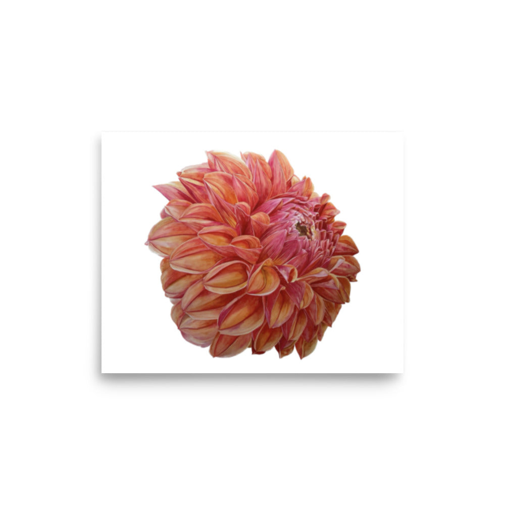 KA'S BLOOD ORANGE dahlia Poster