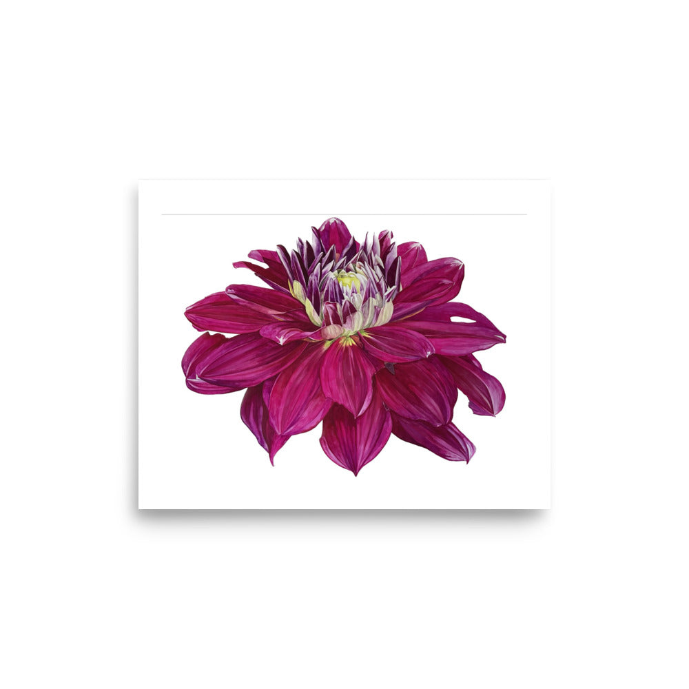 FUSCHIA dahlia Poster