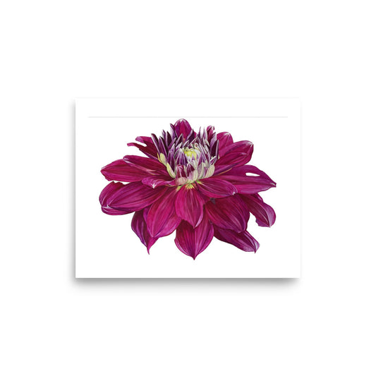 FUSCHIA dahlia Poster
