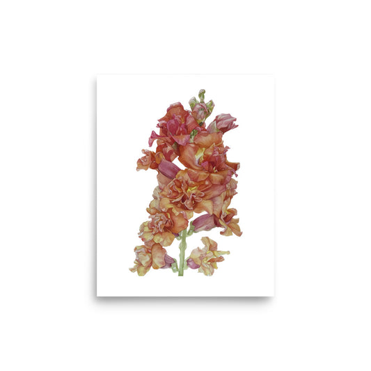 MADAME BUTTERFLY SNAPDRAGON Poster